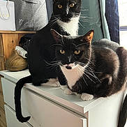 Cookie is registered to the contest to win money with this photo: cat, tuxedo_cat, black_and_white, pets, feline, indoor, furniture, dresser, curtains, window, wooden_wall, diffuser, animal, whiskers, eyes, sitting, lying, domestic_cat, two_cats, companions