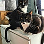 cat, tuxedo_cat, black_and_white, pets, feline, indoor, furniture, dresser, curtains, window, wooden_wall, diffuser, animal, whiskers, eyes, sitting, lying, domestic_cat, two_cats, companions