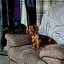 dog, dachshund, cat, tabby_cat, couch, armrest, curtains, window, indoor, pet, animal, furniture, plaid, gray, relaxing, sleeping, alert, home, cozy, living_room