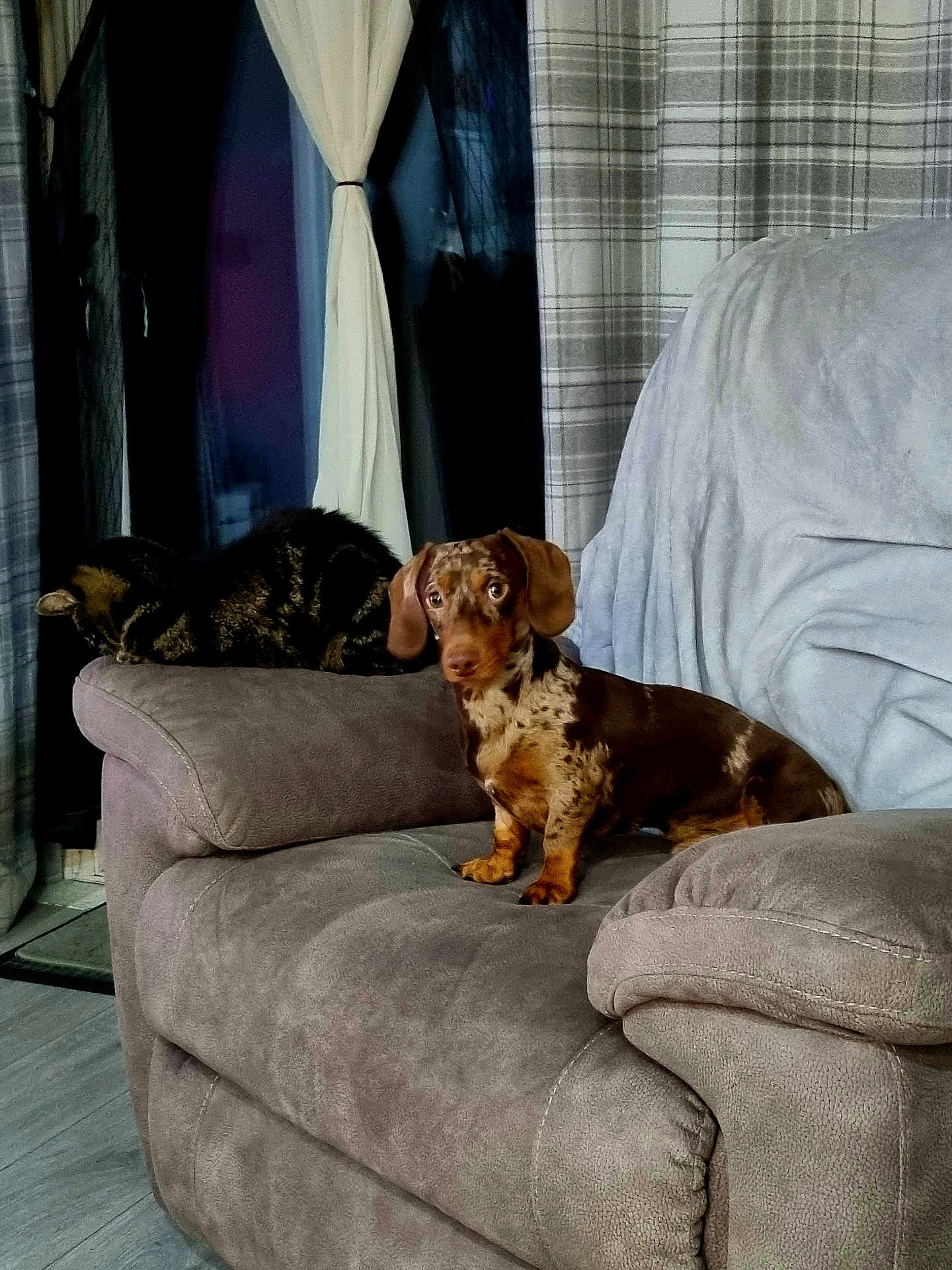 Sizzles is registered to the contest to win money with this photo: dog, dachshund, cat, tabby_cat, couch, armrest, curtains, window, indoor, pet, animal, furniture, plaid, gray, relaxing, sleeping, alert, home, cozy, living_room