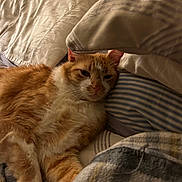 Papas Mijo joined the competition — help win amazing prizes! cat, ginger_cat, white_fur, pet, sleepy, cozy, pillows, blankets, bed, resting, indoor, feline, fur, relaxed, comfort, striped_pillow, texture, warm_lighting, close_up, home