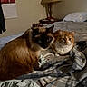 cat, bed, blanket, orange_cat, tabby_cat, long_hair_cat, lamp, calendar, indoor, furniture, pillow, cozy, pet, animal, resting, fur, looking, home, two_cats, domestic