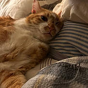 Marley Aka Papas joined the competition — help win amazing prizes! cat, orange_cat, white_cat, pet, sleeping, bed, pillow, blanket, feline, indoor, cozy, resting, fur, whiskers, cute, closeup, soft, relaxed, domestic_animal, animal