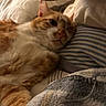 cat, orange_cat, white_cat, pet, sleeping, bed, pillow, blanket, feline, indoor, cozy, resting, fur, whiskers, cute, closeup, soft, relaxed, domestic_animal, animal