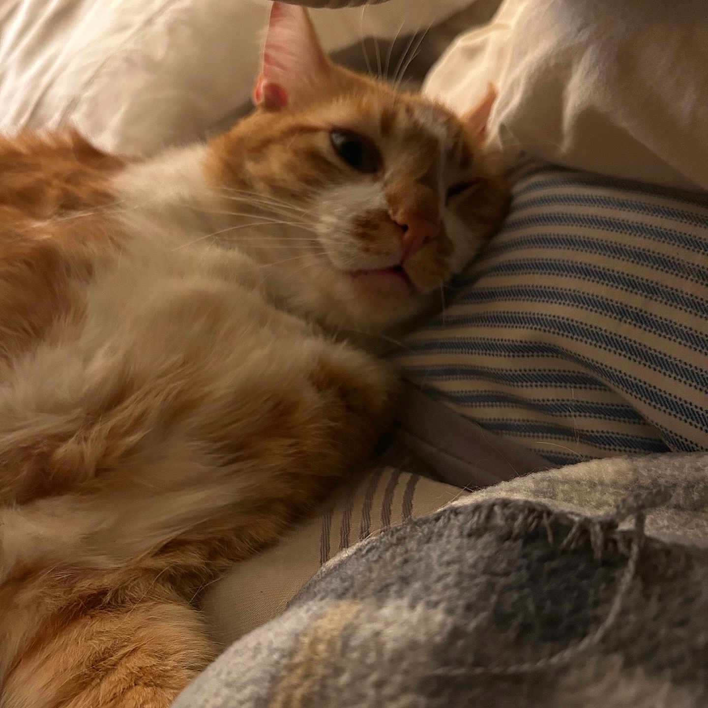 Marley Aka Papas