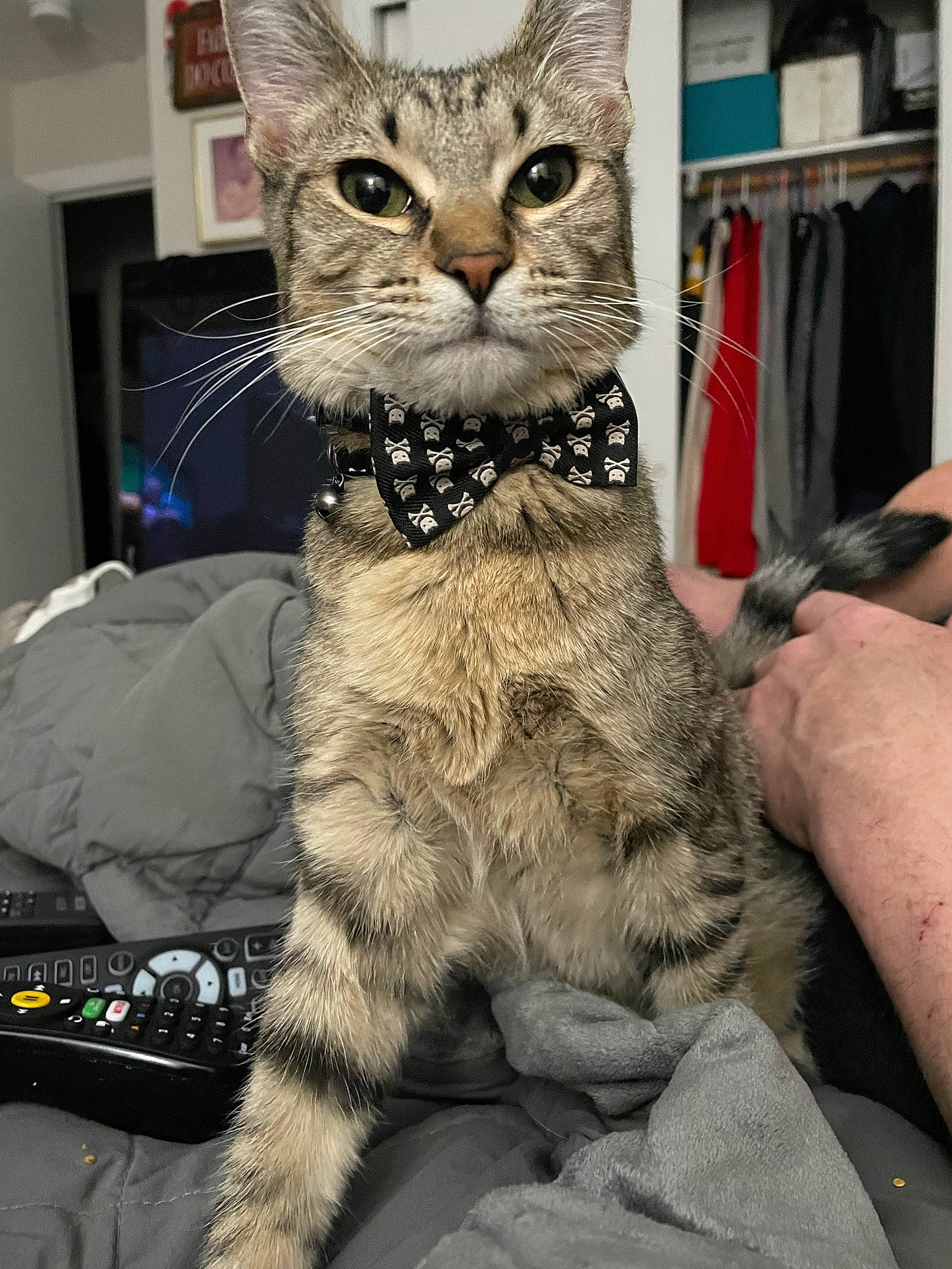 Kovu is registered to the contest to win money with this photo: carnivore, cat, claw, comfort, domestic_short_haired_cat, fawn, felidae, fur, mammal, paw, sitting, small_to_medium_sized_cats, snout, tail, vertebrate, whiskers