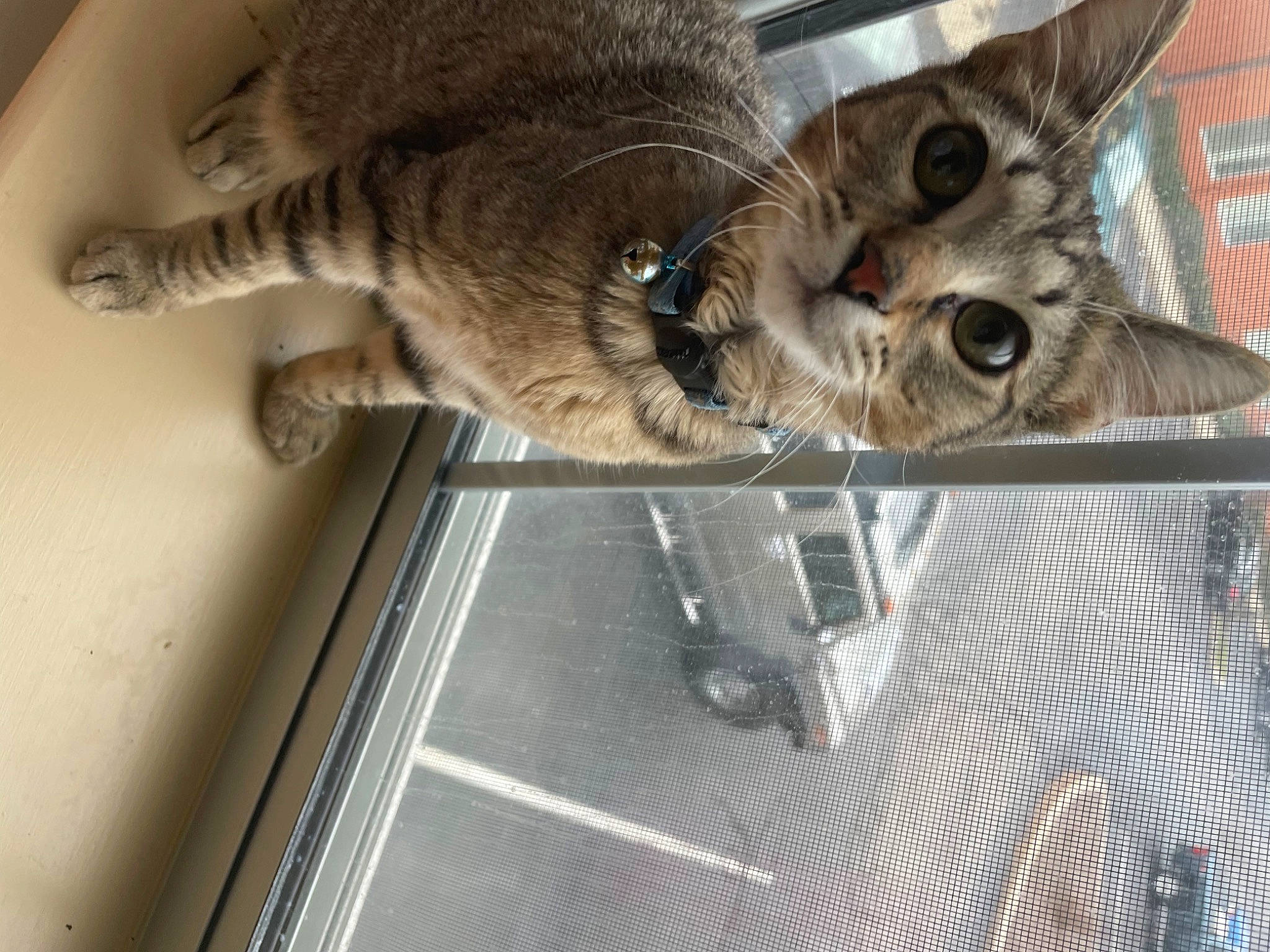 Kovu joined the competition — help win amazing prizes! carnivore, cat, claw, domestic_short_haired_cat, felidae, fur, paw, small_to_medium_sized_cats, tail, vehicle, whiskers