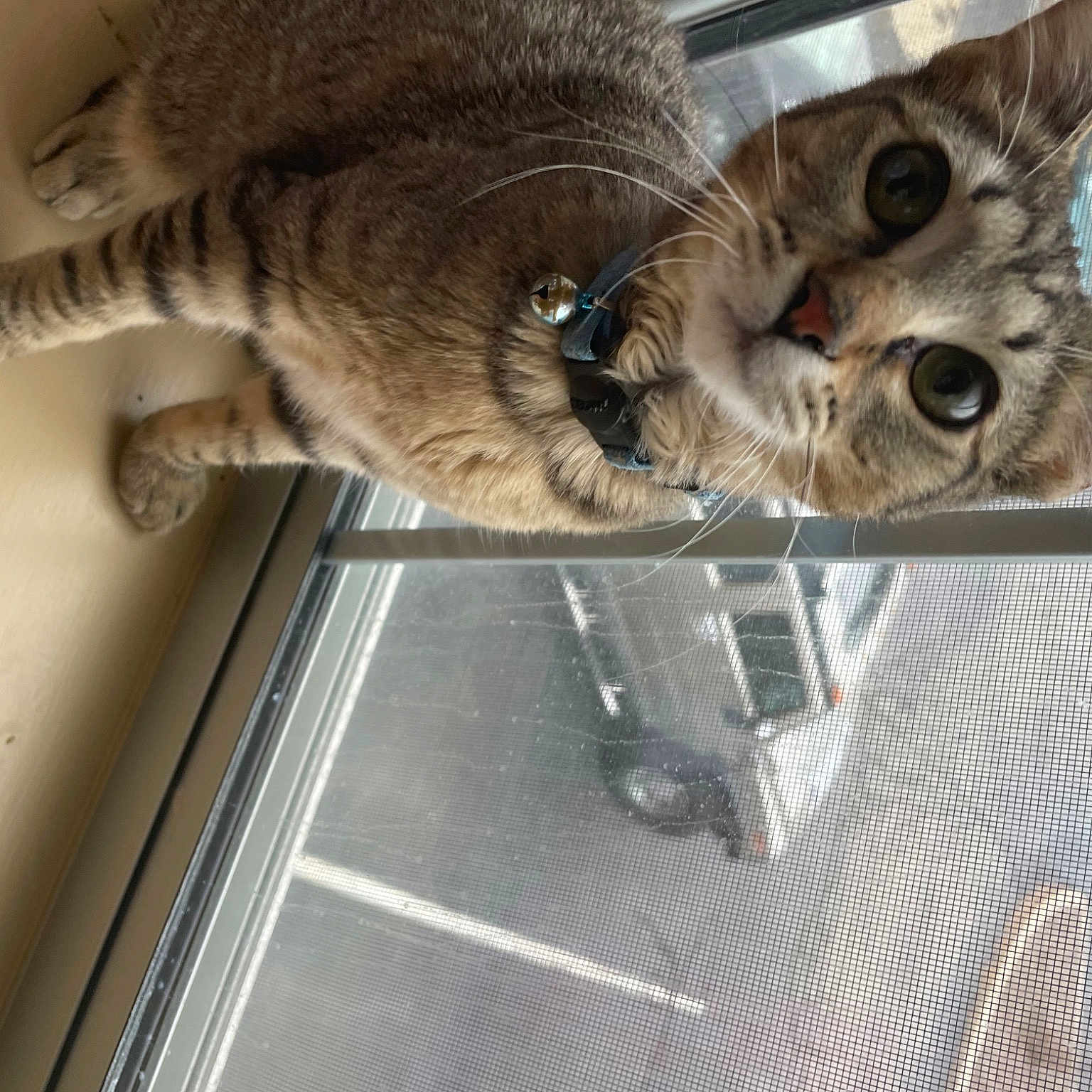 Kovu