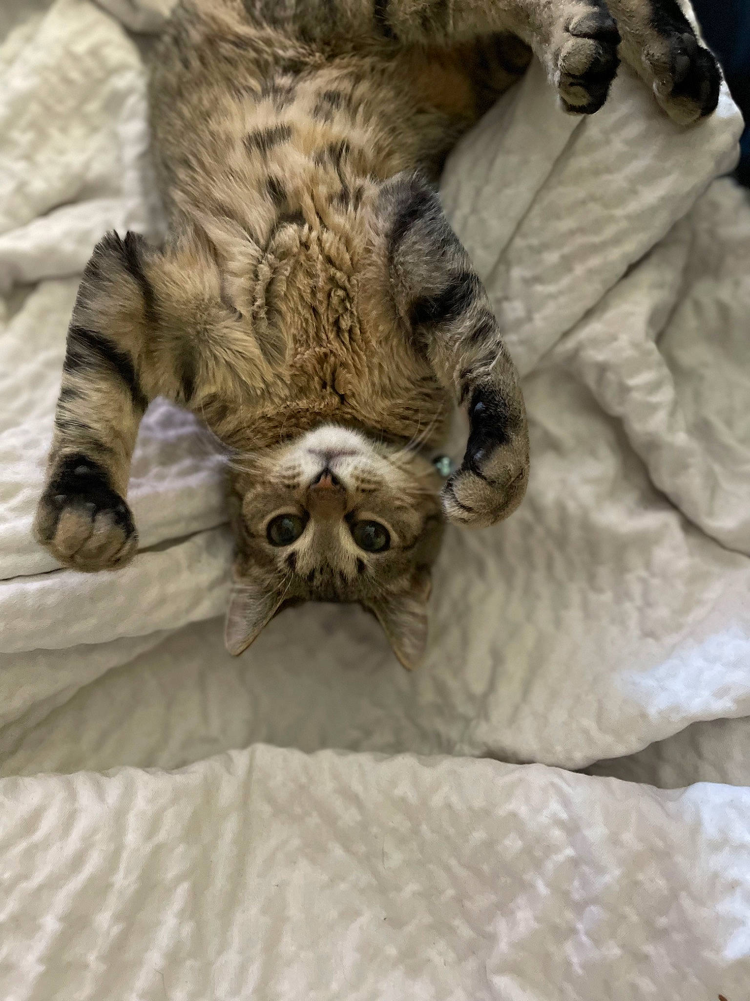 Kovu is registered to the contest to win money with this photo: big_cats, carnivore, cat, claw, comfort, domestic_short_haired_cat, fawn, felidae, fur, grey, nap, paw, small_to_medium_sized_cats, snout, tail, terrestrial_animal, textile, whiskers, wildlife, wood