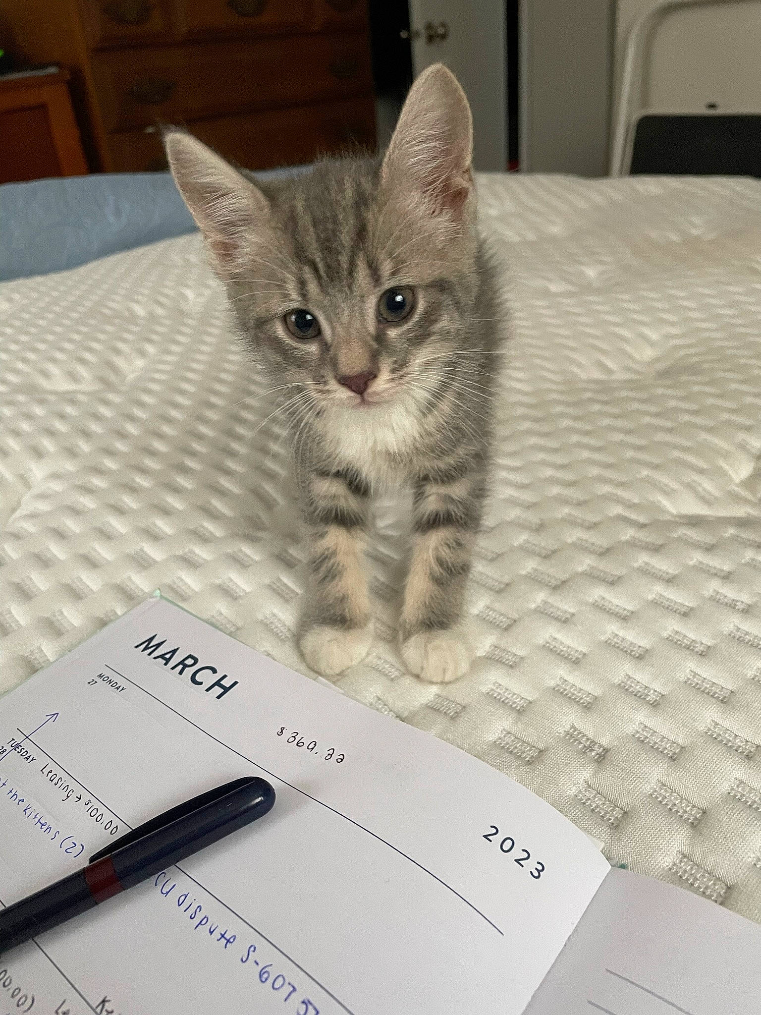 Scar is registered to the contest to win money with this photo: box, carnivore, cat, claw, domestic_short_haired_cat, felidae, font, fur, office_equipment, office_supplies, packaging_and_labeling, paper, paper_product, paw, small_to_medium_sized_cats, snout, tail, whiskers