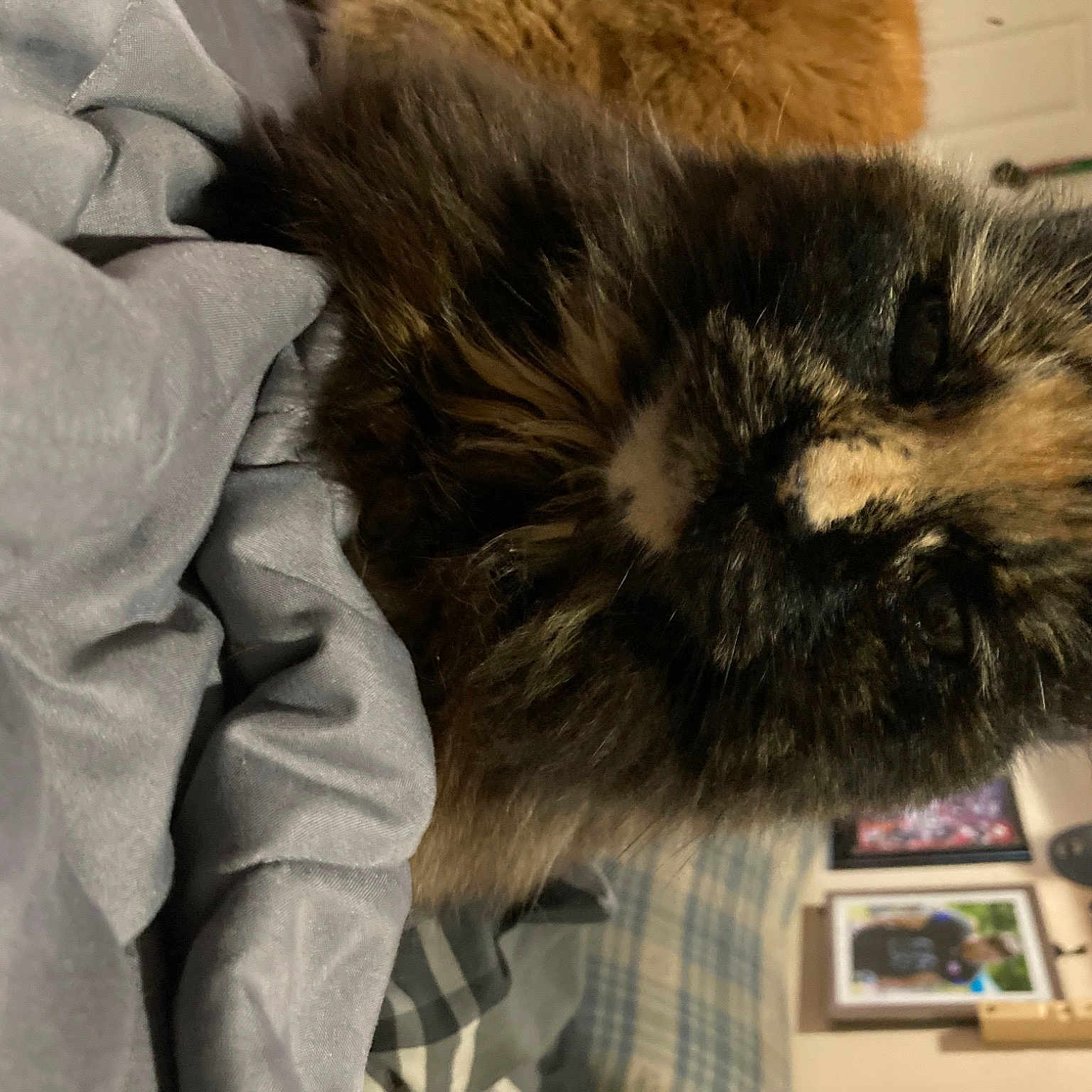 Peanut