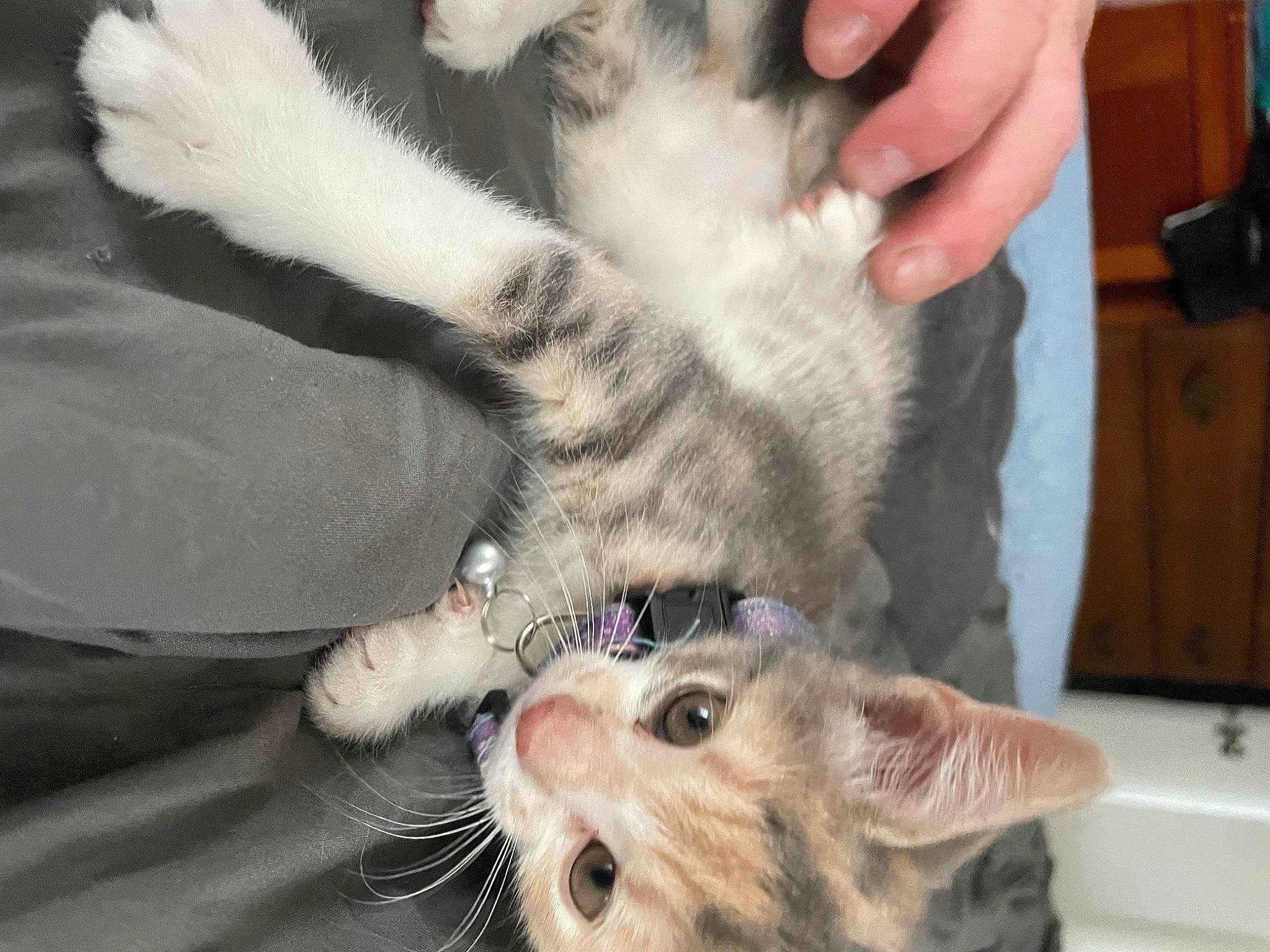 Kierra is registered to the contest to win money with this photo: carnivore, cat, claw, dog_breed, domestic_short_haired_cat, ear, felidae, foot, fur, gesture, nail, paw, small_to_medium_sized_cats, snout, tail, whiskers