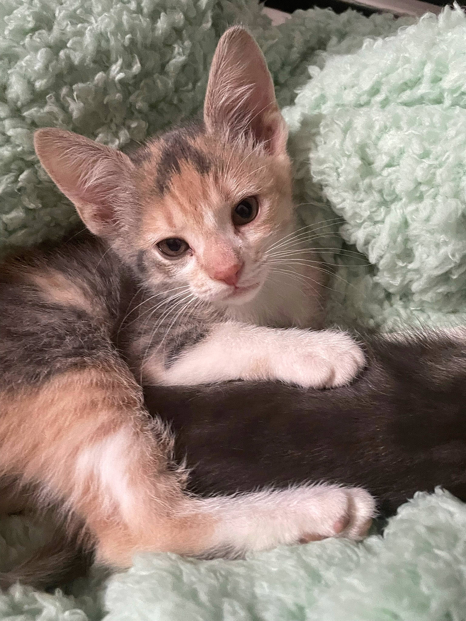 Kierra joined the competition — help win amazing prizes! carnivore, cat, claw, comfort, domestic_short_haired_cat, fawn, felidae, foot, fur, gesture, paw, photo_caption, small_to_medium_sized_cats, snout, tail, terrestrial_animal, toe, whiskers, wildlife, window