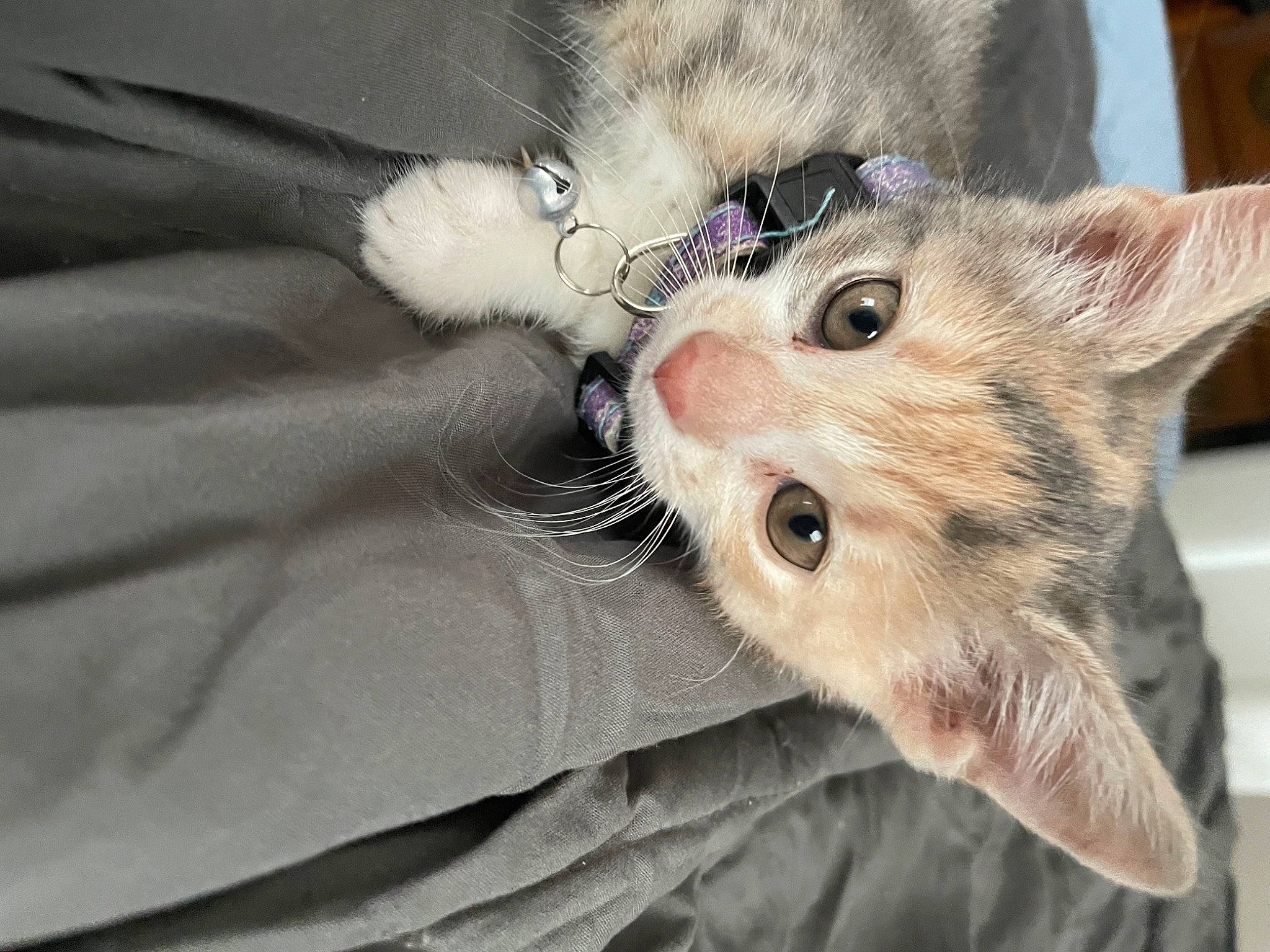 Kierra is registered to the contest to win money with this photo: carnivore, cat, claw, comfort, domestic_short_haired_cat, ear, eye, fawn, felidae, fur, paw, plant, small_to_medium_sized_cats, snout, whiskers