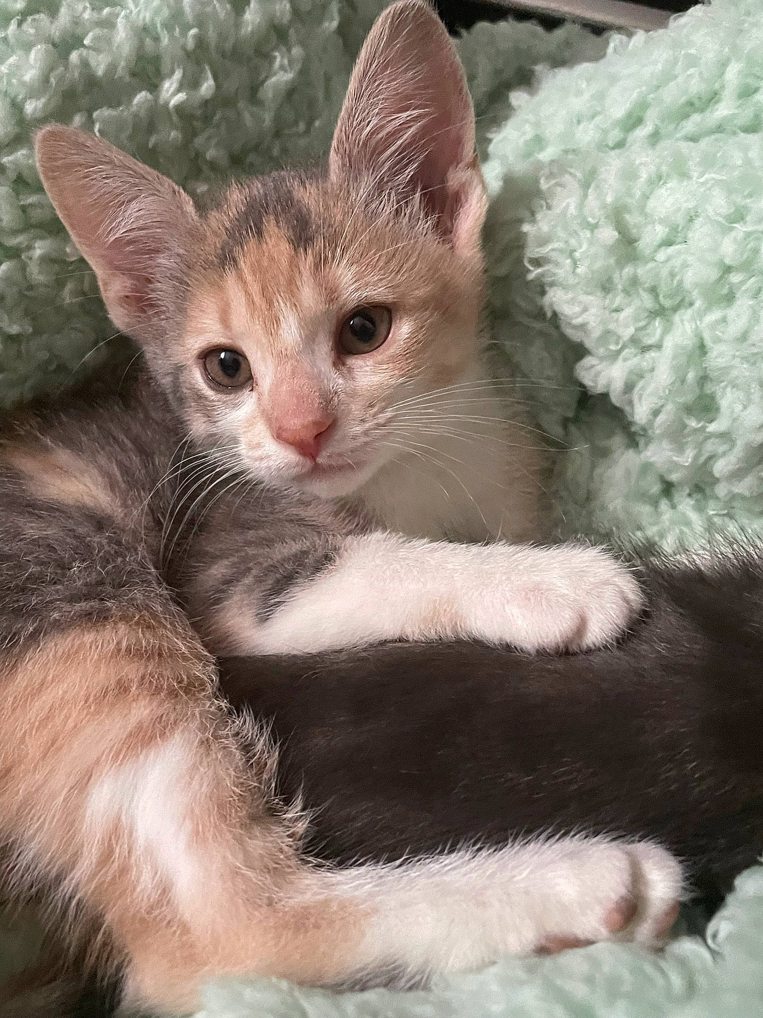 Kierra is registered to the contest to win money with this photo: carnivore, cat, claw, comfort, domestic_short_haired_cat, fawn, felidae, fur, iris, paw, photo_caption, small_to_medium_sized_cats, snout, tail, terrestrial_animal, whiskers, wildlife