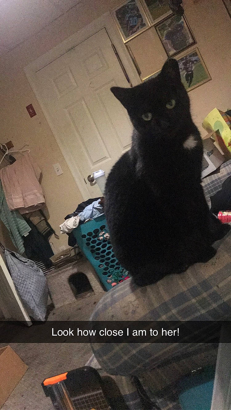 Bella joined the competition — help win amazing prizes! black, black_cat, carnivore, cat, comfort, domestic_short_haired_cat, door, felidae, fur, grey, monochrome_photography, room, sitting, small_to_medium_sized_cats, tail, tints_and_shades, whiskers, window