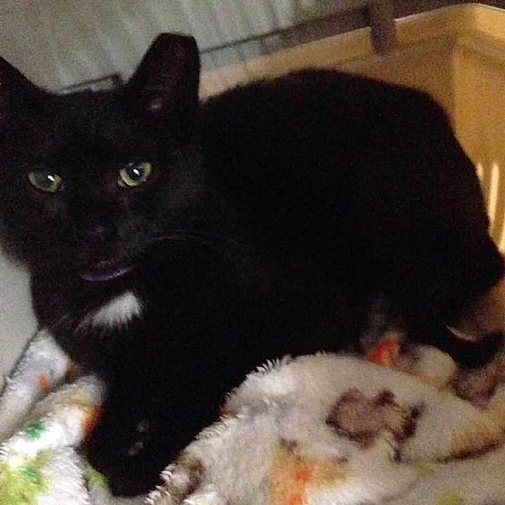 Bella