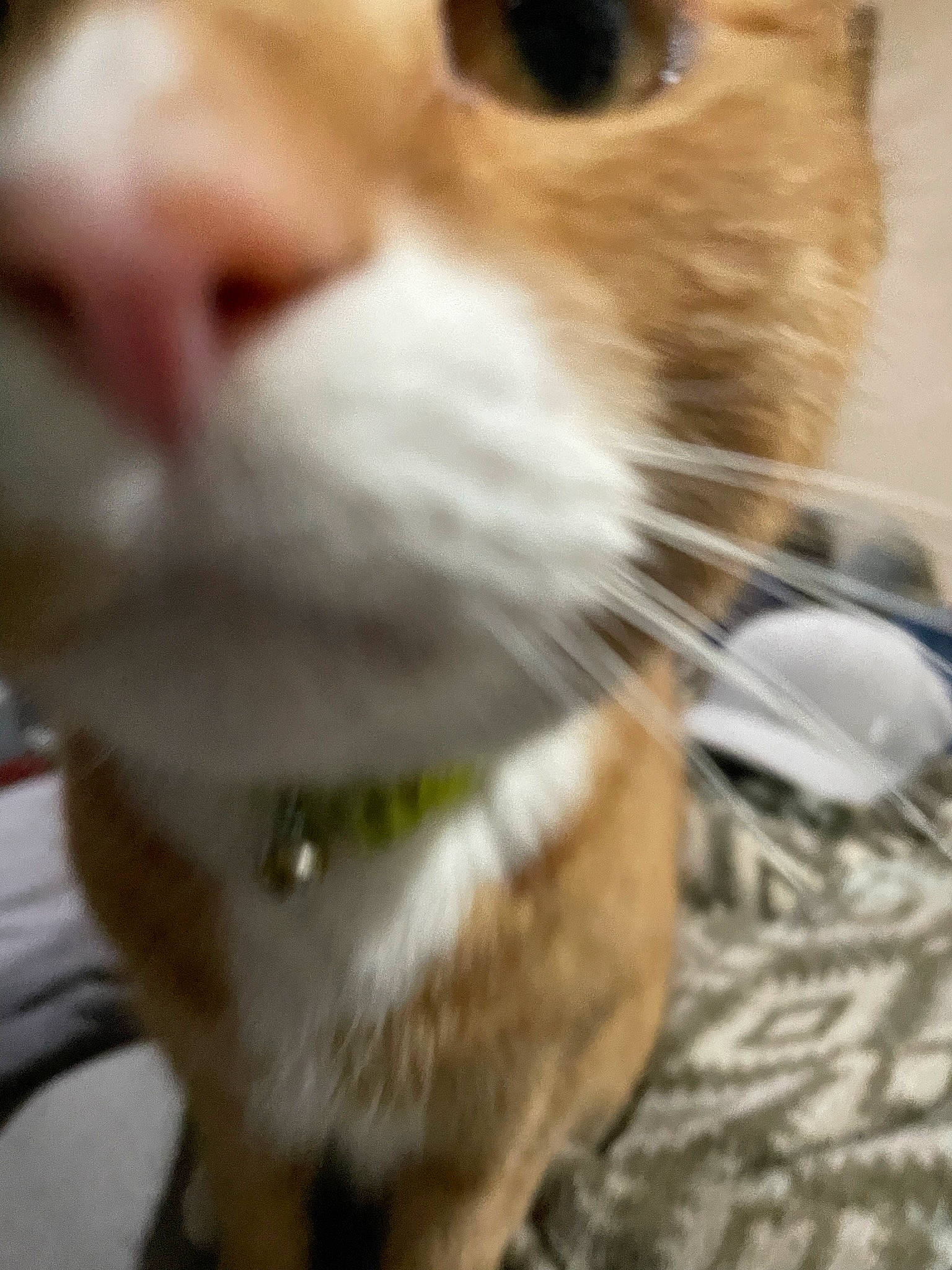 Simba is registered to the contest to win money with this photo: carnivore, cat, close_up, domestic_short_haired_cat, fawn, felidae, fur, mammal, paw, photo_caption, photography, small_to_medium_sized_cats, snout, tail, whiskers