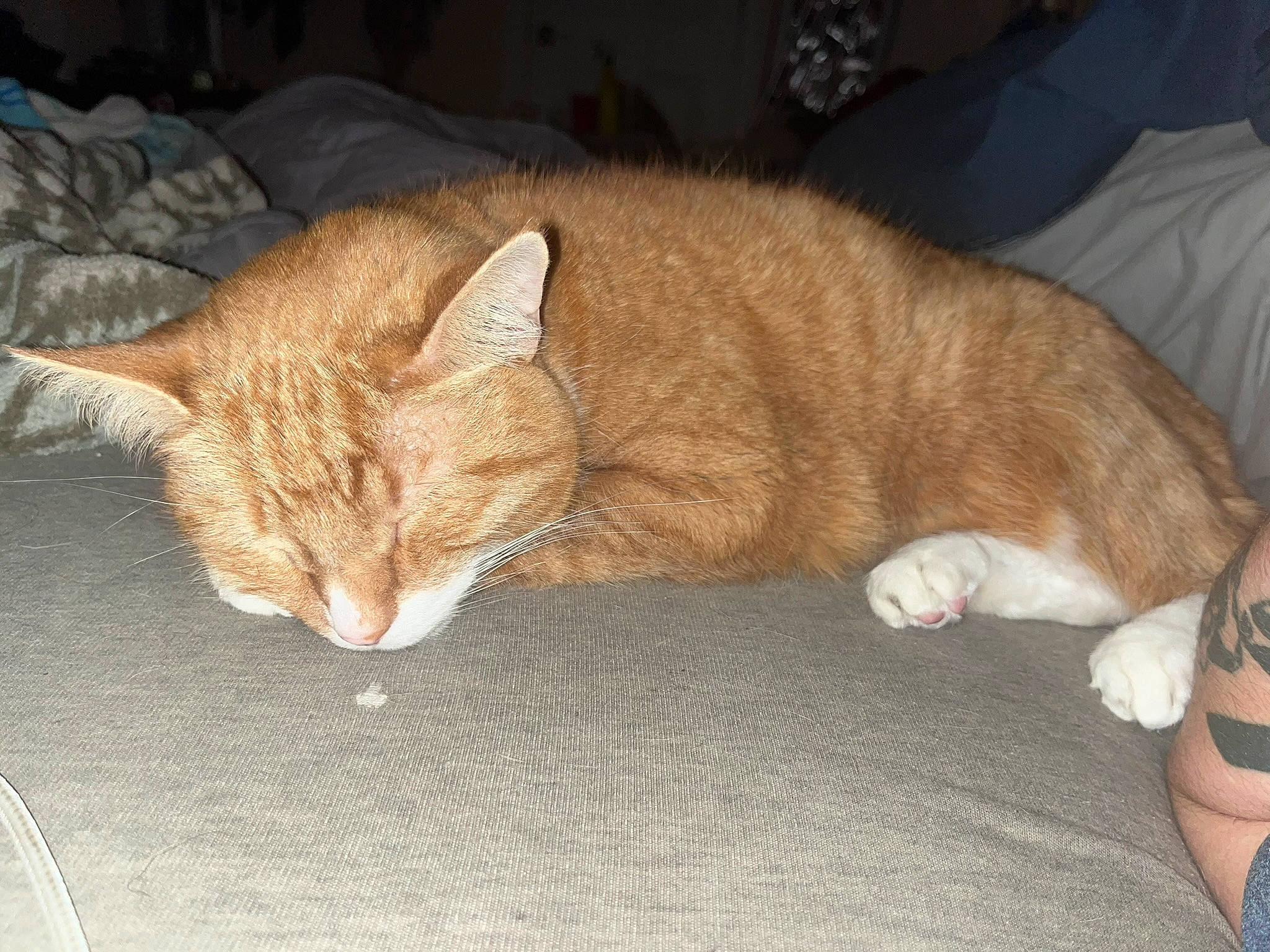 Simba joined the competition — help win amazing prizes! carnivore, cat, cat_supply, claw, comfort, domestic_short_haired_cat, felidae, fur, hardwood, nap, paw, small_to_medium_sized_cats, tail, terrestrial_animal, whiskers, wood