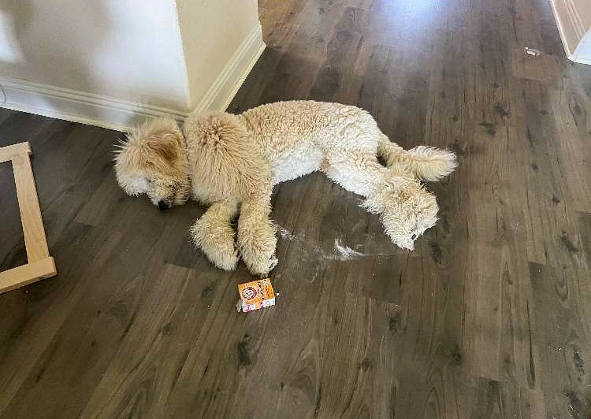 Kevin joined the competition — help win amazing prizes! carnivore, companion_dog, dog, dog_breed, fawn, floor, flooring, fur, hardwood, plank, poodle, sporting_group, tail, terrier, toy, toy_dog, water_dog, wood, wood_stain, working_animal