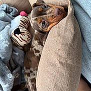 Arlow participe au concours pour gagner de l'argent avec cette photo : puppy, dog, cushion, blanket, plush_toy, sleepy, cozy, brown_spotted, cute, pet, indoor, resting, snuggling, fabric_texture, soft, relaxed, animal, companion, home, comfort