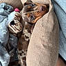 puppy, dog, cushion, blanket, plush_toy, sleepy, cozy, brown_spotted, cute, pet, indoor, resting, snuggling, fabric_texture, soft, relaxed, animal, companion, home, comfort