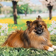 Viano participe au concours pour gagner de l'argent avec cette photo : dog, pomeranian, fluffy, pet, animal, outdoor, grass, flowers, white_flowers, yellow_flowers, trees, nature, greenery, fur, cute, portrait, resting, animal_portrait, summer, sunlight
