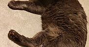 Loto participe au concours pour gagner de l'argent avec cette photo : animal, cat, cozy, curious, cute, domestic_animal, feline, floor, fur, gray_cat, indoor, looking_up, lying_down, mammal, paw, pet, relaxed, resting, tail, whiskers