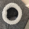 Loto participe au concours pour gagner de l'argent avec cette photo : animal, black_cat, cat, circular_opening, closeup, cozy, curious, cute, eyes, fabric, fluffy, gray, hiding, indoor, peeking, pet, snug, soft, texture, white