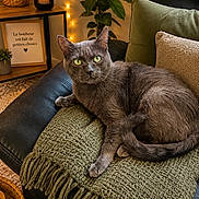 Loto participe au concours pour gagner de l'argent avec cette photo : blanket, candle, cat, couch, cozy, fringe, furniture, gray_cat, green_eyes, green_pillow, home_decor, indoor, knitted_blanket, leather, living_room, pet, plant, relaxed, soft_lighting, string_lights