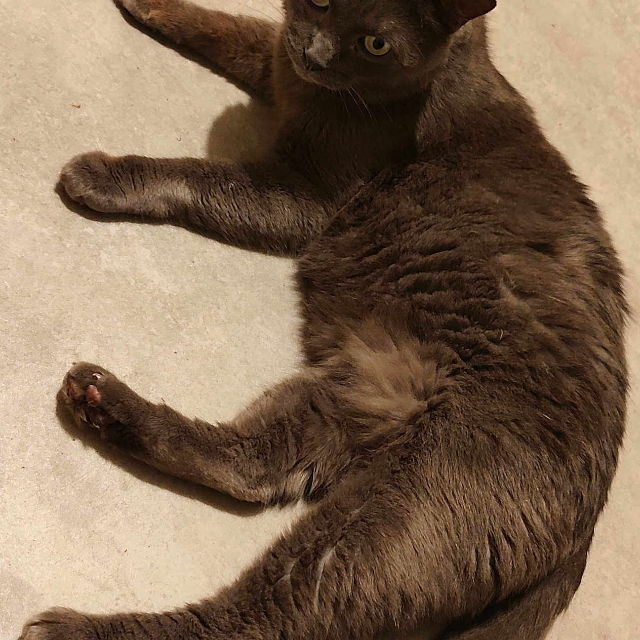 Loto participe au concours pour gagner de l'argent avec cette photo : cat, gray_cat, pet, animal, feline, fur, whiskers, indoor, floor, curious, lying_down, yellow_eyes, tail, paw, relaxed, cute, mammal, domestic_animal, looking_up, resting