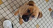 Rex participe au concours pour gagner de l'argent avec cette photo : puppy, dog, floor, tile, sneaker, footwear, camo_pants, pet, small_dog, looking_up, indoor, brown_dog, cute, animal, young_dog, canine, curious, companion, domestic_animal, portrait