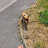 puppy, dog, leash, sidewalk, grass, hand, walk, outdoor, pet, person, pavement, curb, nature, summer, casual, animal, young_dog, brown_dog, walking, first_person