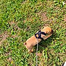 puppy, dog, grass, leash, harness, outdoor, pet, canine, nature, greenery, young_dog, sunlight, exploring, animal, walking, small_dog, playful, summer, field, curious