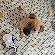 Rex participe au concours pour gagner de l'argent avec cette photo : puppy, dog, floor, tile, patterned_floor, shoe, sneaker, foot, camo_pants, looking_up, young_dog, brown_puppy, curious, indoor, pet, canine, cute, small_dog, animal, companion