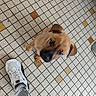puppy, dog, floor, tile, patterned_floor, shoe, sneaker, foot, camo_pants, looking_up, young_dog, brown_puppy, curious, indoor, pet, canine, cute, small_dog, animal, companion