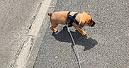 Rex a rejoint le concours — aidez-le/la à gagner de superbes lots ! animal, black_harness, canine, companion, curb, daytime, dog, exploring, hand, leash, outdoor, pavement, pet, puppy, shadow, sidewalk, small_dog, street, sunny, walking