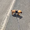puppy, dog, leash, hand, pavement, sidewalk, shadow, outdoor, sunny, walking, pet, canine, small_dog, black_harness, exploring, street, curb, daytime, animal, companion