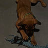animal, brown_dog, canine, chewing, collar, concrete_floor, dog, domestic_animal, ears, floor, indoor, pet, pet_toy, playful, playing, puppy, rope_toy, toy, young_dog, young_pet