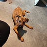 animal, brown, concrete_floor, curious, cute, dog, ears, floor, house, indoor, laying_down, looking_up, paws, pet, puppy, roller_skate, shadow, treat, wooden_floor, young_dog