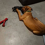 Rex participe au concours pour gagner de l'argent avec cette photo : animal, brown_dog, canine, chewing, collar, couch, dog, domestic_animal, floor, furniture, indoor, living_room, pet, playful, red_bone_toy, relaxing, resting, rope_toy, texture, toy