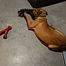 animal, brown_dog, canine, chewing, collar, couch, dog, domestic_animal, floor, furniture, indoor, living_room, pet, playful, red_bone_toy, relaxing, resting, rope_toy, texture, toy