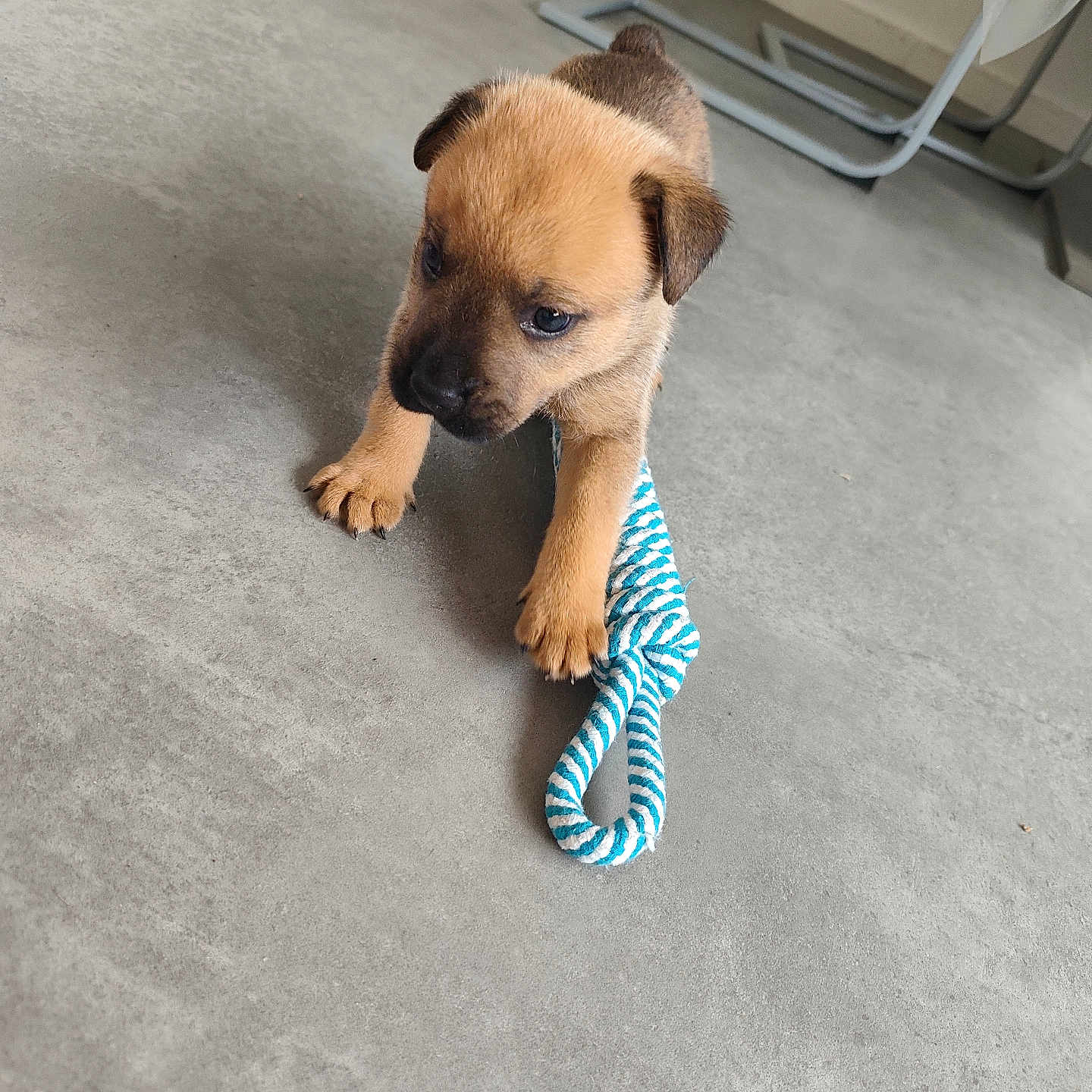 Rex