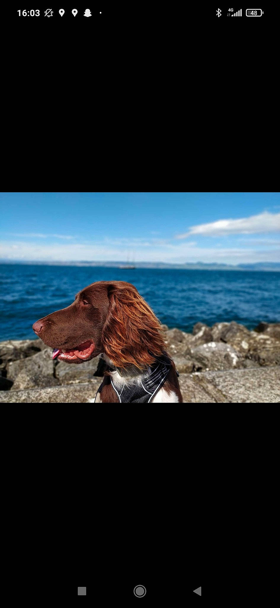 Rustik participe au concours pour gagner de l'argent avec cette photo : beach, canidae, carnivore, cloud, companion_dog, dog, dog_breed, fawn, flash_photography, gun_dog, liver, pointing_breed, retriever, rock, sky, snout, spaniel, sporting_group, water, working_animal