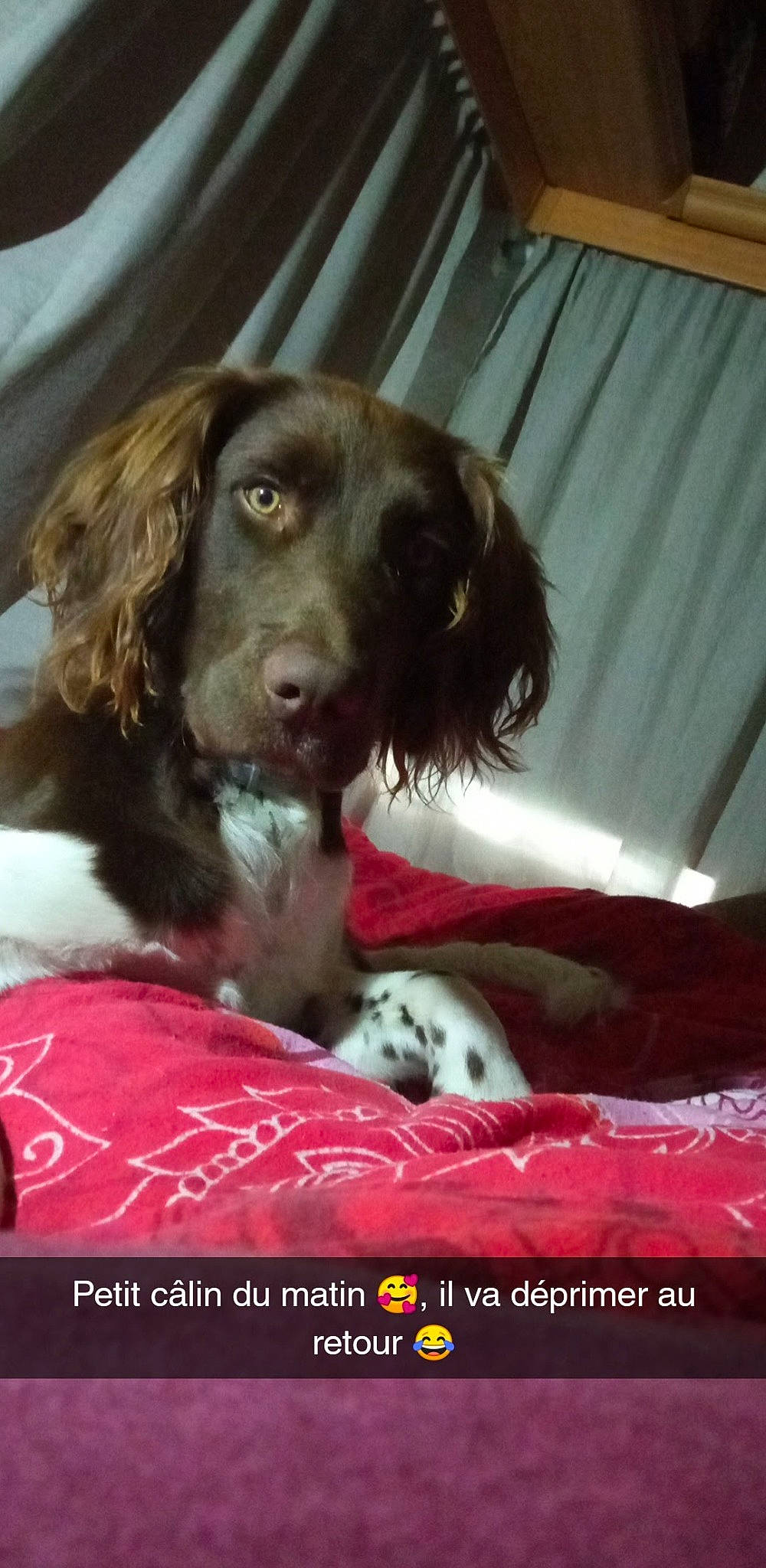 Rustik a rejoint le concours — aidez-le/la à gagner de superbes lots ! canidae, carnivore, collar, companion_dog, dog, dog_breed, dog_collar, dog_supply, fur, gun_dog, liver, snout, spaniel, sporting_group, whiskers, working_animal