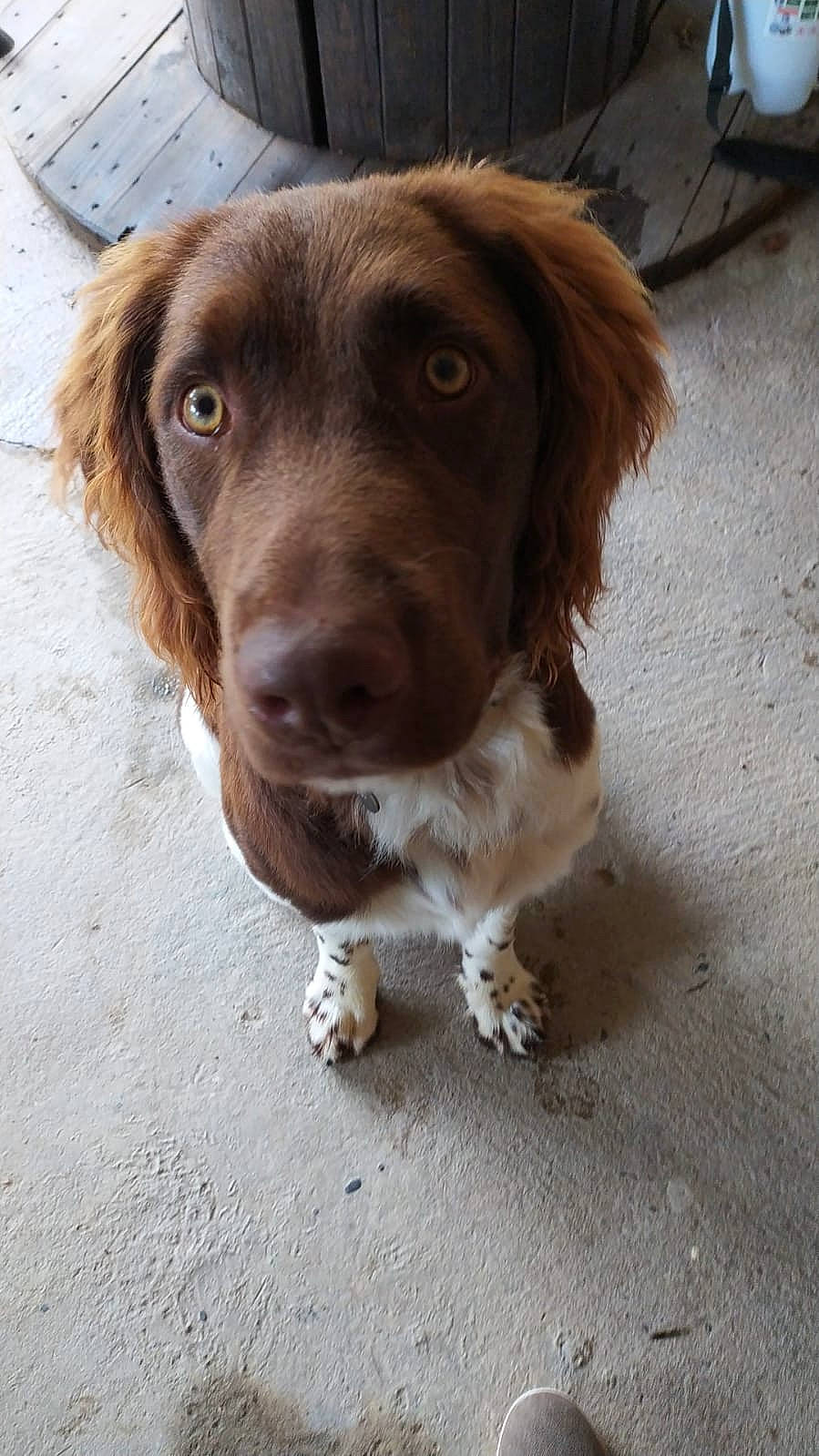 Rustik participe au concours pour gagner de l'argent avec cette photo : canidae, carnivore, companion_dog, dog, dog_breed, fur, gun_dog, hunting_dog, liver, pointing_breed, road_surface, snout, spaniel, sporting_group, whiskers, working_animal