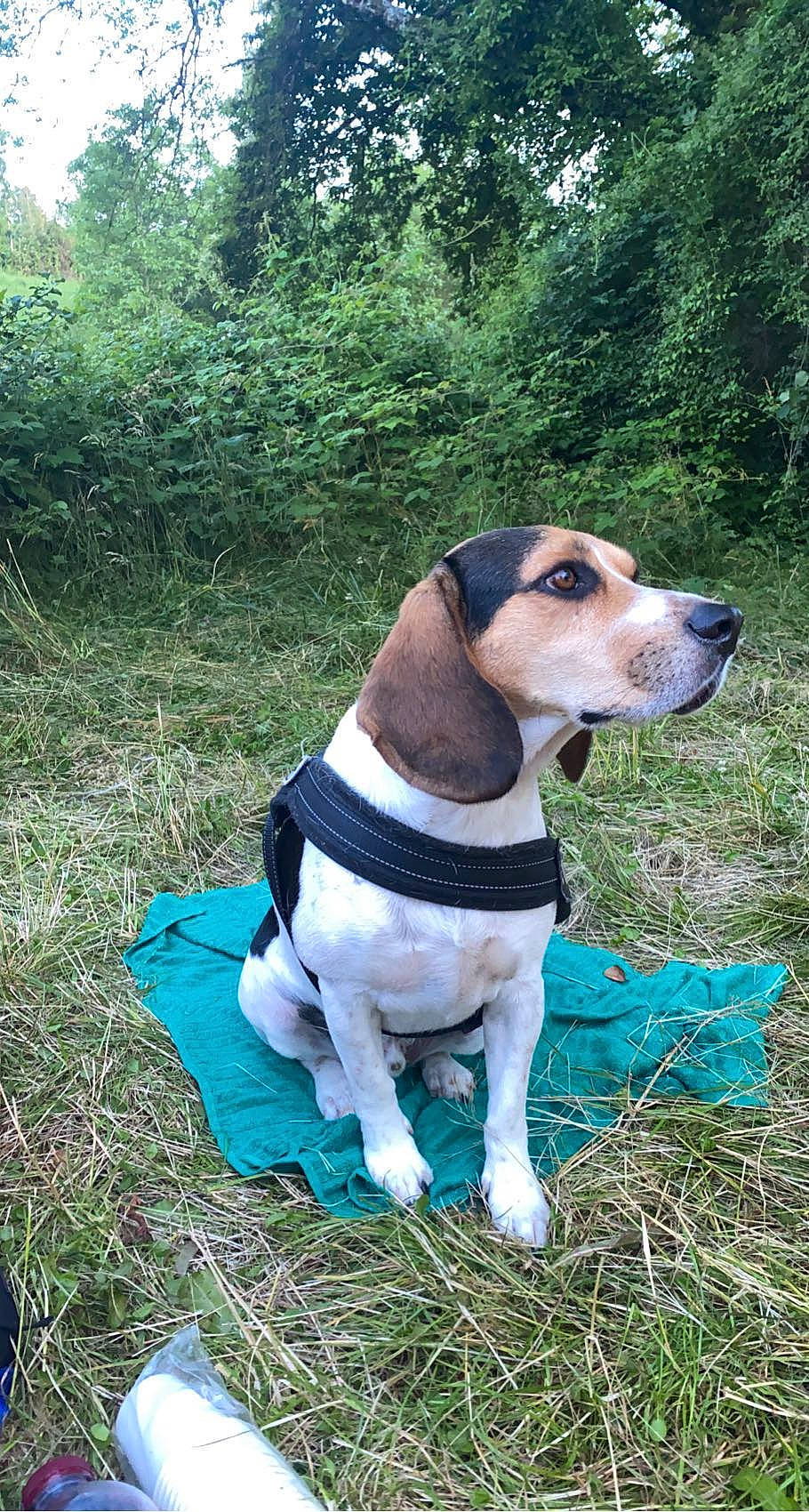 Orion participe au concours pour gagner de l'argent avec cette photo : adventure, beagle_harrier, canidae, carnivore, chilean_fox_terrier, collar, companion_dog, dog, dog_breed, dog_collar, dog_supply, fawn, grass, hound, pet_supply, plant, scent_hound, snout, sporting_group, tree