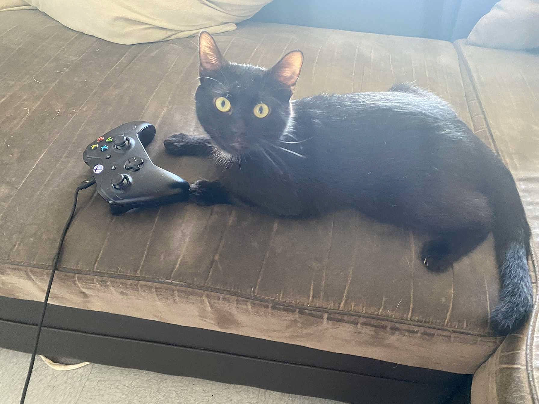 Réglisse participe au concours pour gagner de l'argent avec cette photo : auto_part, automotive_tire, automotive_wheel_system, black_cat, carnivore, cat, comfort, domestic_short_haired_cat, felidae, fender, fur, gas, grey, paw, small_to_medium_sized_cats, snapshot, snout, tail, vertebrate, whiskers