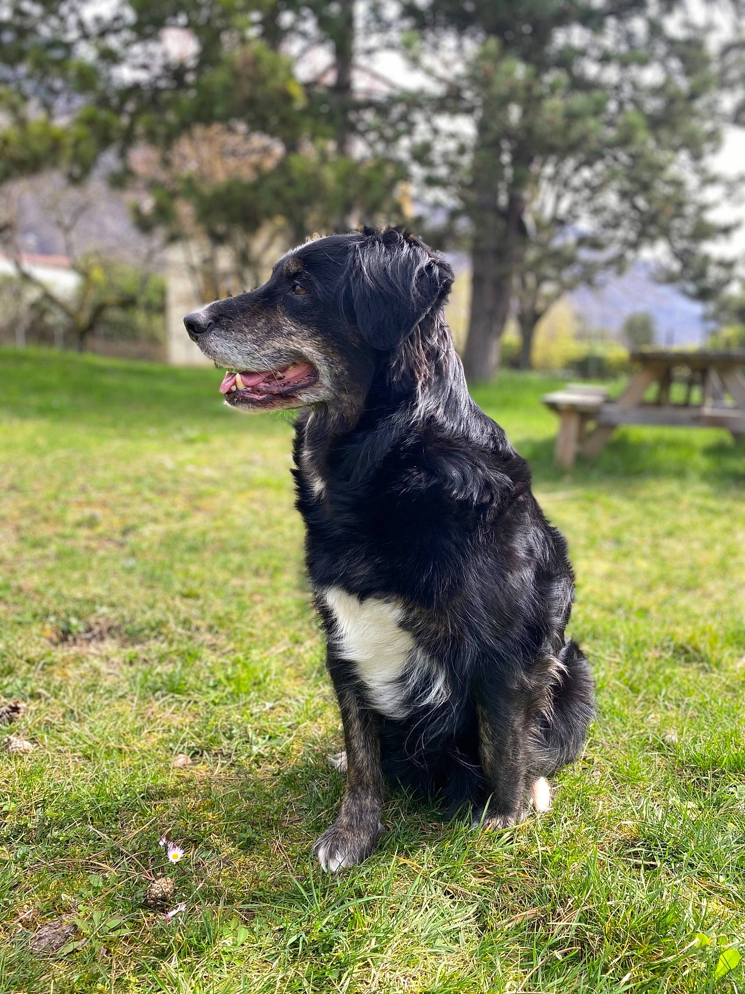 Hetty a rejoint le concours — aidez-le/la à gagner de superbes lots ! borador, border_collie, carnivore, companion_dog, dog, dog_breed, grass, guard_dog, gun_dog, herding_dog, hunting_dog, plant, pointing_breed, retriever, spaniel, sporting_group, tail, tree, working_dog