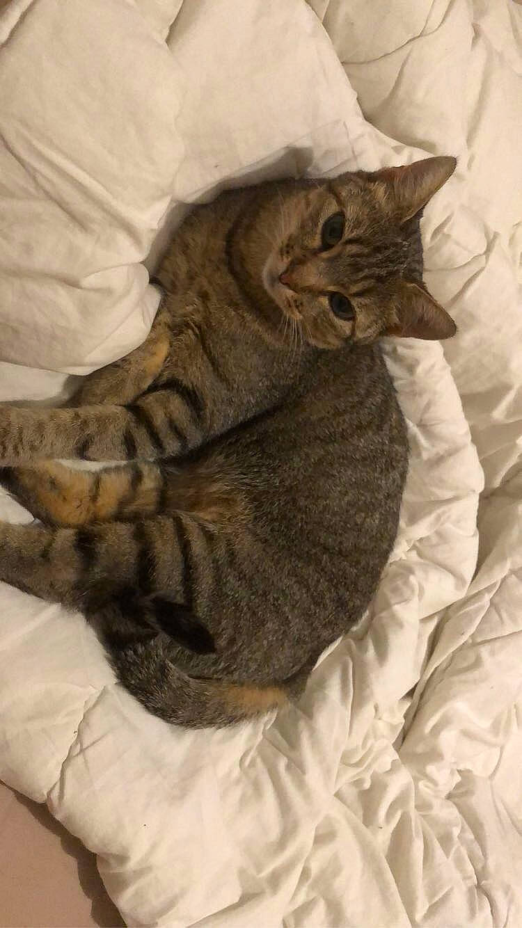 Tigrette a rejoint le concours — aidez-le/la à gagner de superbes lots ! carnivore, cat, claw, comfort, domestic_short_haired_cat, fawn, felidae, fur, gesture, grey, linens, nap, paw, sleep, small_to_medium_sized_cats, snout, tail, terrestrial_animal, whiskers